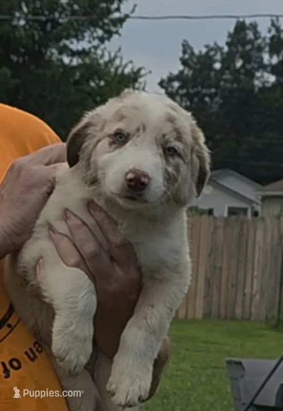 AKC Frackles – Border Collie puppy for sale in Stanton, KY