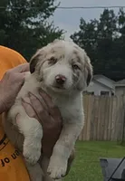 AKC Freckles, a male Border Collie for sale in Stanton, KY – 4 of 10