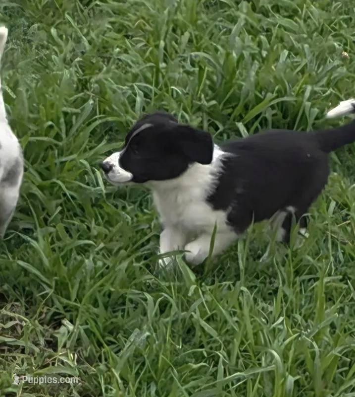 AKC Oreo – Border Collie puppy for sale in Stanton, KY