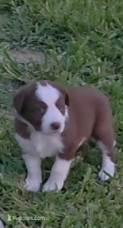 Red – Border Collie puppy for sale in Stanton, KY