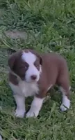 AKC Red, a male Border Collie for sale in Stanton, KY – 3 of 6