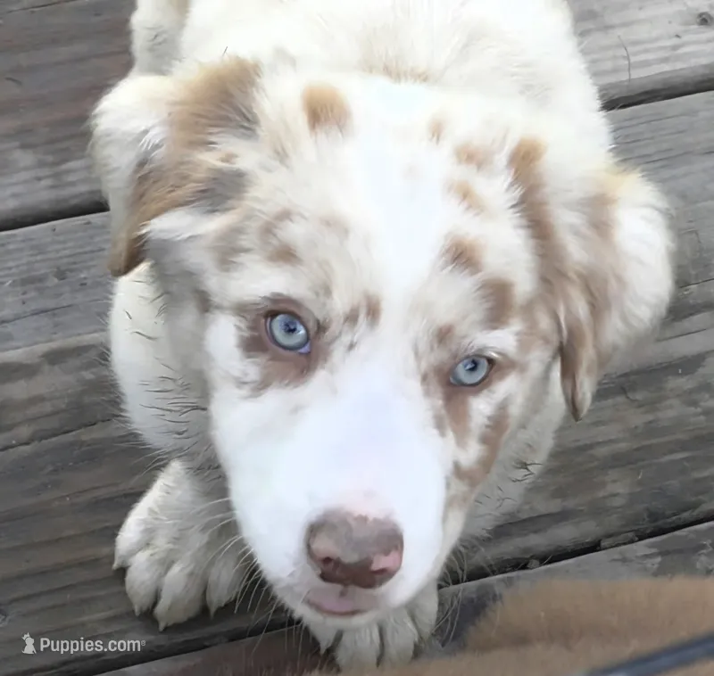 AKC Freckles – Border Collie puppy for sale in Stanton, KY
