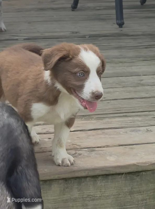 AKC Red – Border Collie puppy for sale in Stanton, KY