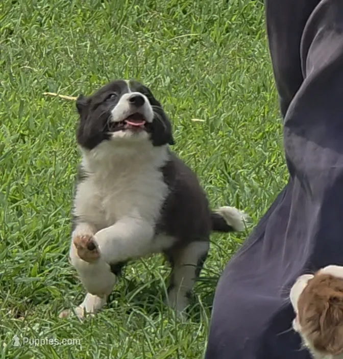 AKC Oreo – Border Collie puppy for sale in Stanton, KY