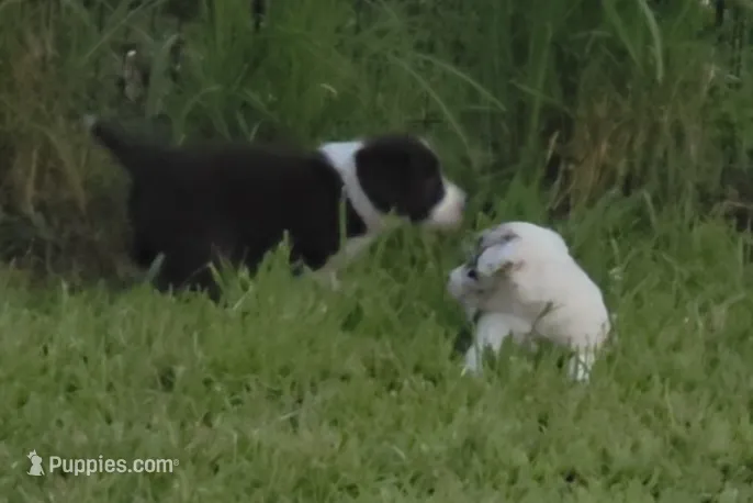 Oreo – Border Collie puppy for sale in Stanton, KY