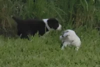 AKC Oreo, a male Border Collie for sale in Stanton, KY – 3 of 4