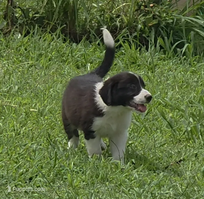 AKC Oreo – Border Collie puppy for sale in Stanton, KY