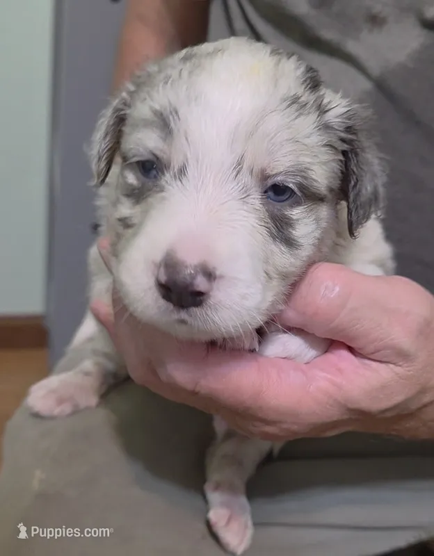 Blue – Border Collie puppy for sale in Stanton, KY