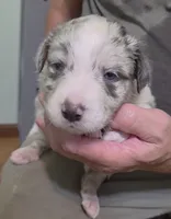 Blue, a male Border Collie for sale in Stanton, KY – 1 of 2