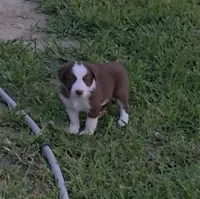 AKC Red, a male Border Collie for sale in Stanton, KY – 4 of 6
