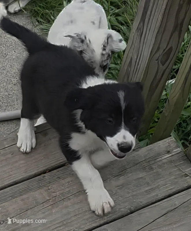 AKC Oreo – Border Collie puppy for sale in Stanton, KY