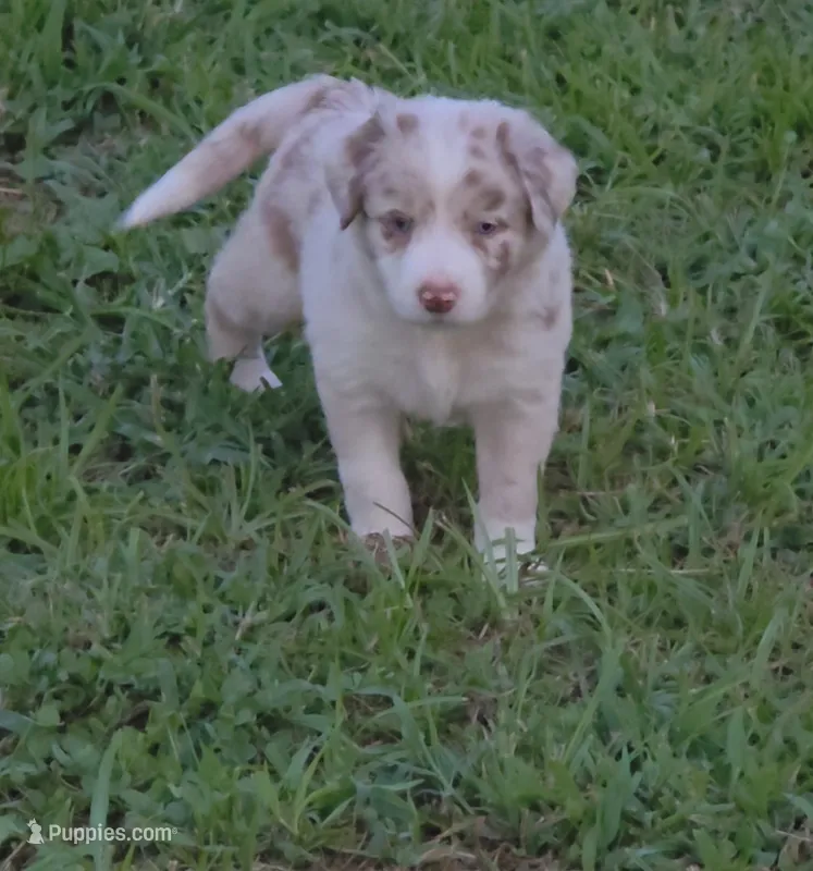 Frackles – Border Collie puppy for sale in Stanton, KY