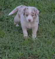 AKC Frackles, a male Border Collie for sale in Stanton, KY – 4 of 6