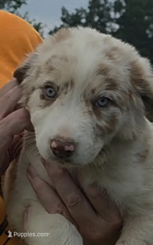 AKC Frackles – Border Collie puppy for sale in Stanton, KY
