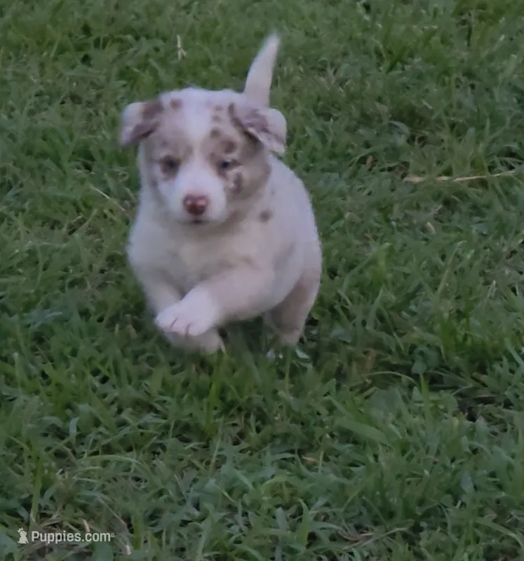 Frackles – Border Collie puppy for sale in Stanton, KY
