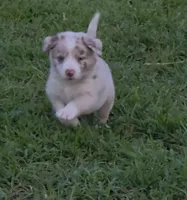 AKC Frackles, a male Border Collie for sale in Stanton, KY – 1 of 6