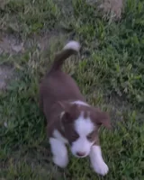 AKC Red, a male Border Collie for sale in Stanton, KY – 5 of 6