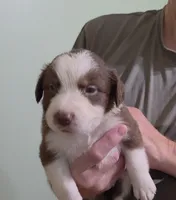 AKC Annie, a female Border Collie for sale in Stanton, KY – 1 of 6