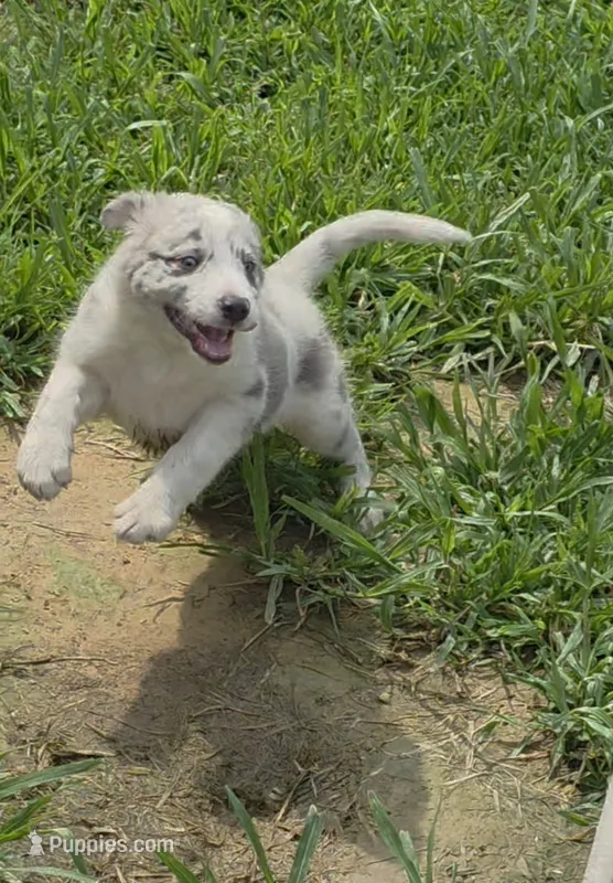 Blue – Border Collie puppy for sale in Stanton, KY