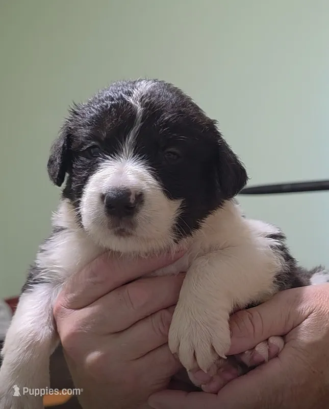 Oreo – Border Collie puppy for sale in Stanton, KY