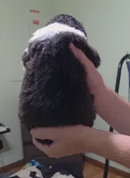 Oreo, a male Border Collie for sale in Stanton, KY – 2 of 2