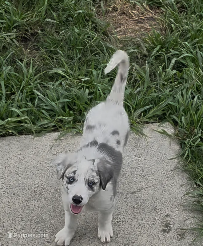 Blue – Border Collie puppy for sale in Stanton, KY