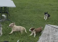 AKC Freckles, a male Border Collie for sale in Stanton, KY – 9 of 10