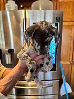 AKC Great Dane puppies, a female Great Dane for sale in Westborough, MA – Photo 1 of 6