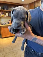 AKC Great Dane puppies, a female Great Dane for sale in Westborough, MA – Photo 5 of 6