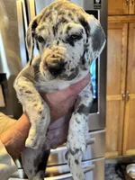 AKC Great Dane puppies, a female Great Dane for sale in Westborough, MA – Photo 3 of 6