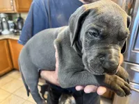 AKC Great Dane puppies, a female Great Dane for sale in Westborough, MA – Photo 4 of 6