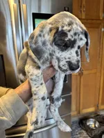 AKC Great Dane puppies, a female Great Dane for sale in Westborough, MA – Photo 6 of 6