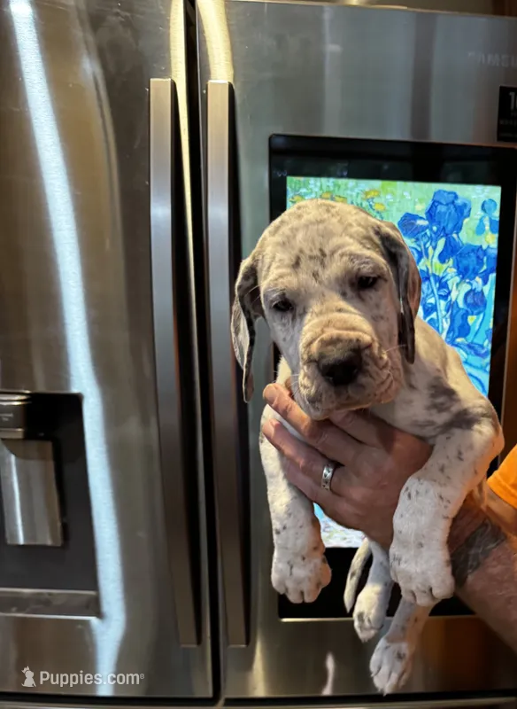 Penny – Great Dane puppy for sale in Westborough, MA