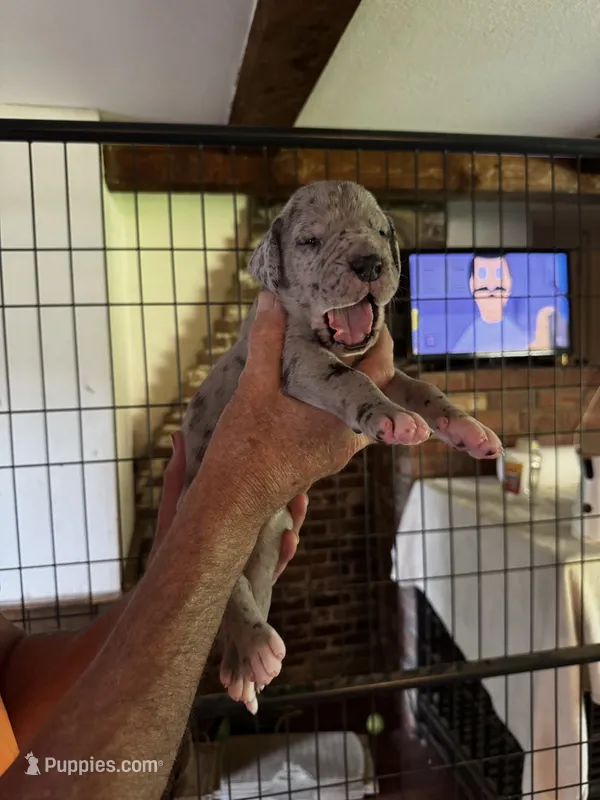 Male Merle – Great Dane puppy for sale in Westborough, MA