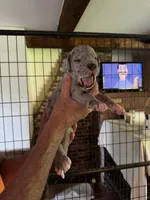Male Merle, a male Great Dane for sale in Westborough, MA – 1 of 2