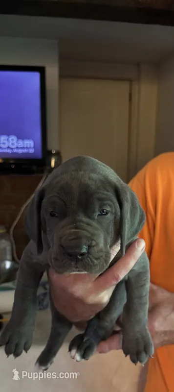Blue Girl – Great Dane puppy for sale in Westborough, MA