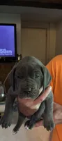 Blue Girl, a female Great Dane for sale in Westborough, MA – 1 of 1
