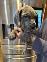 Romeo, a male Great Dane for sale in Westborough, MA – 2 of 3