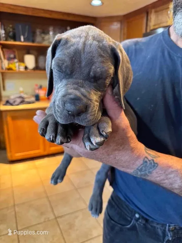 Romeo – Great Dane puppy for sale in Westborough, MA
