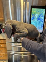 Romeo, a male Great Dane for sale in Westborough, MA – 3 of 3