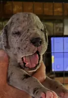 Male Merle, a male Great Dane for sale in Westborough, MA – 2 of 2