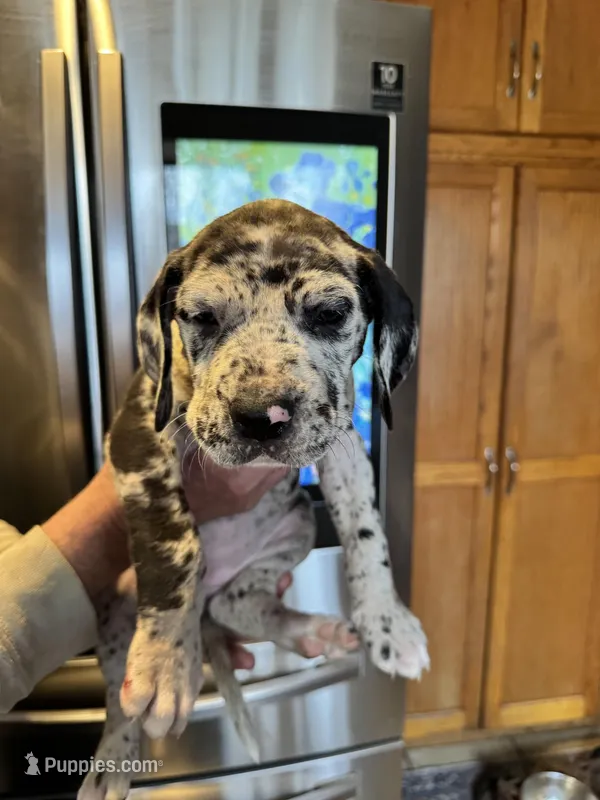 Amora – Great Dane puppy for sale in Westborough, MA