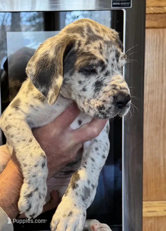 Passion – Great Dane puppy for sale in Westborough, MA