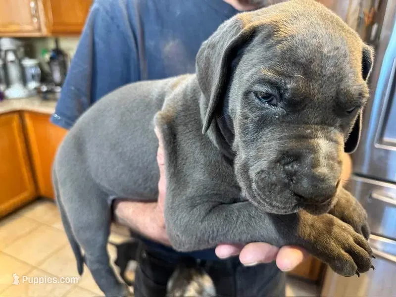 Smooch – Great Dane puppy for sale in Westborough, MA