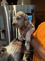 Penny, a female Great Dane for sale in Westborough, MA – 2 of 2