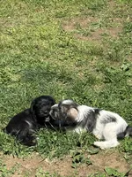 Tuffy, a male Miniature Schnauzer for sale in Macks Creek, MO – 5 of 5