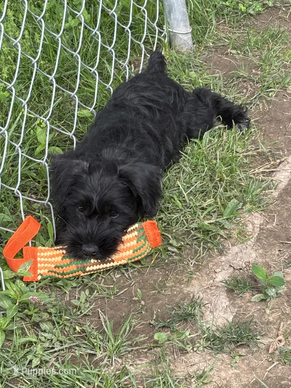 Tuffy – Miniature Schnauzer puppy for sale in Macks Creek, MO