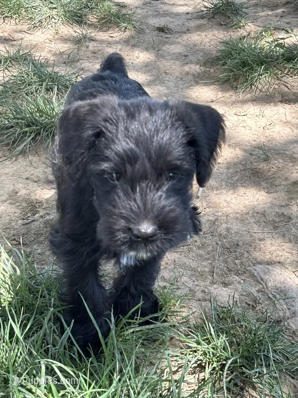 Tuffy – Miniature Schnauzer puppy for sale in Macks Creek, MO