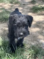 Tuffy, a male Miniature Schnauzer for sale in Macks Creek, MO – 1 of 5