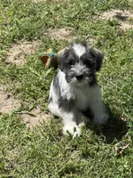 Bandit , a male Miniature Schnauzer for sale in Macks Creek, MO – 5 of 6